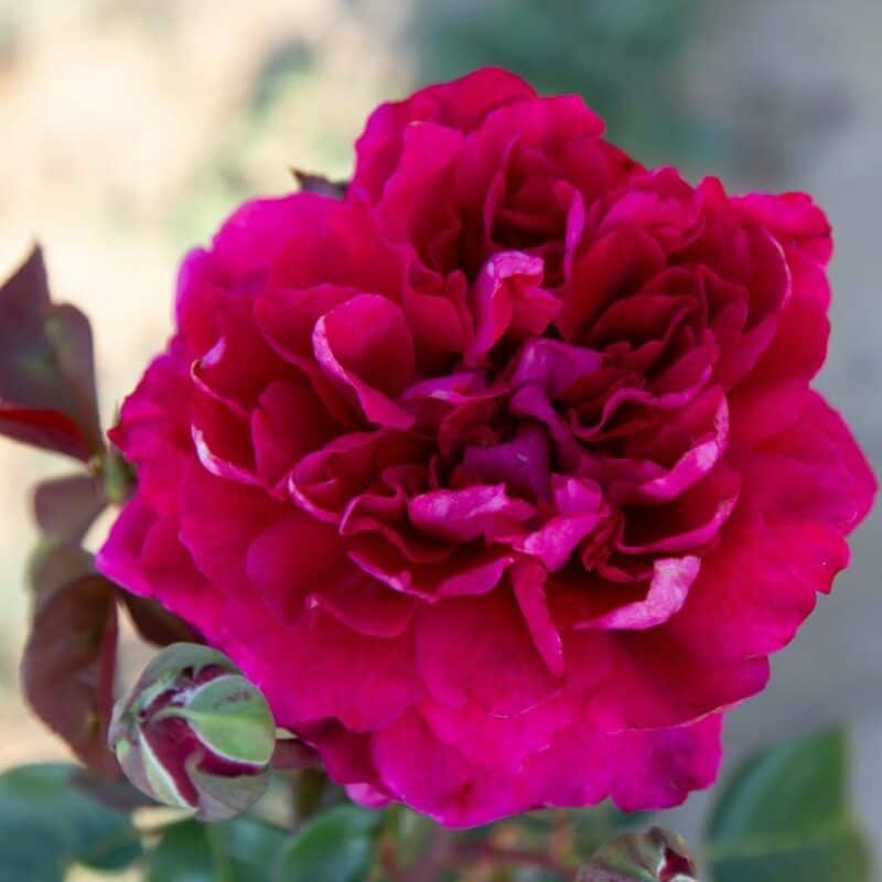 Domenica 5 giugno “Appuntamento in giardino” con la rosa intitolata al Cardinale Martini